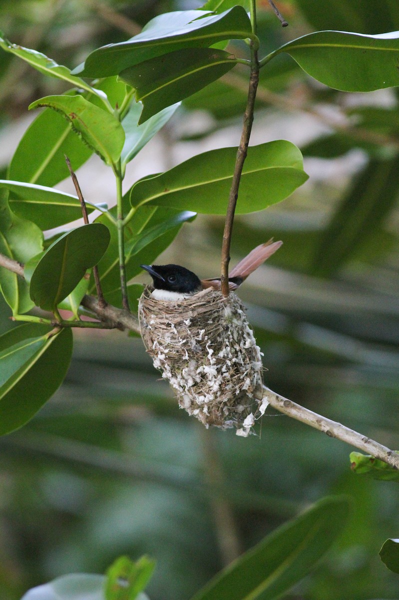 Seychelles Paradise-Flycatcher - ML628028822