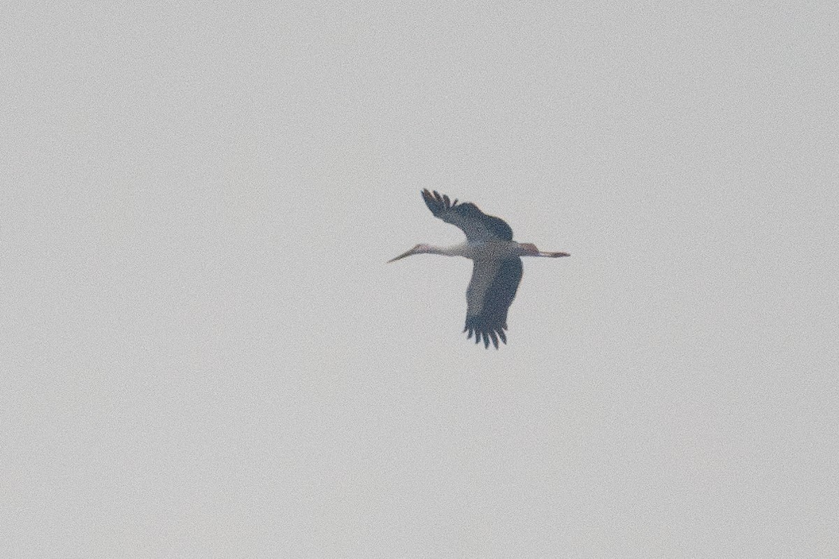 Oriental Stork - ML628028850