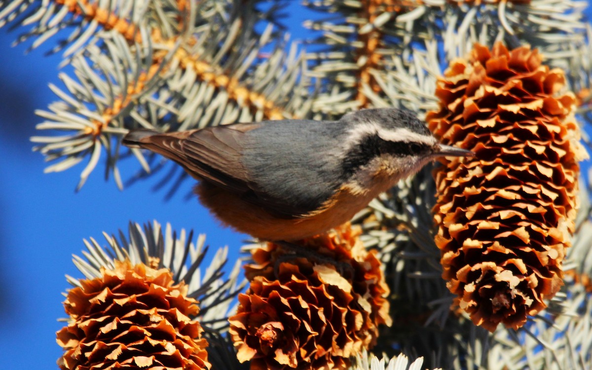 Red-breasted Nuthatch - ML628028865