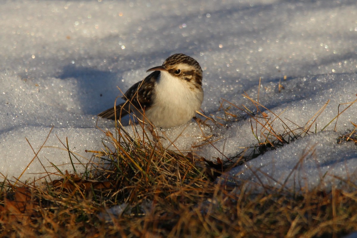 Brown Creeper - ML628028867