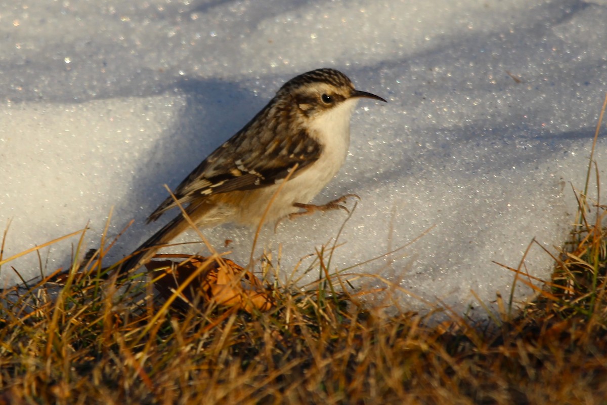 Brown Creeper - ML628028868