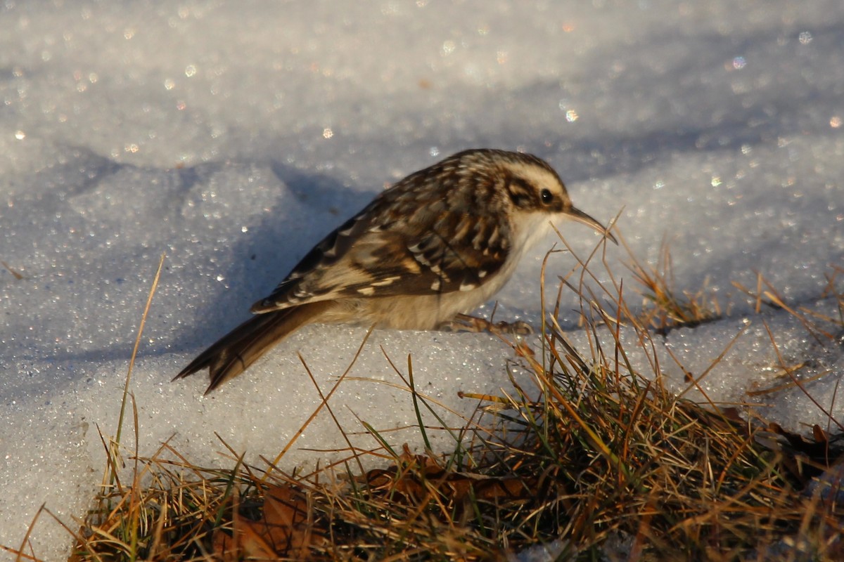 Brown Creeper - ML628028869