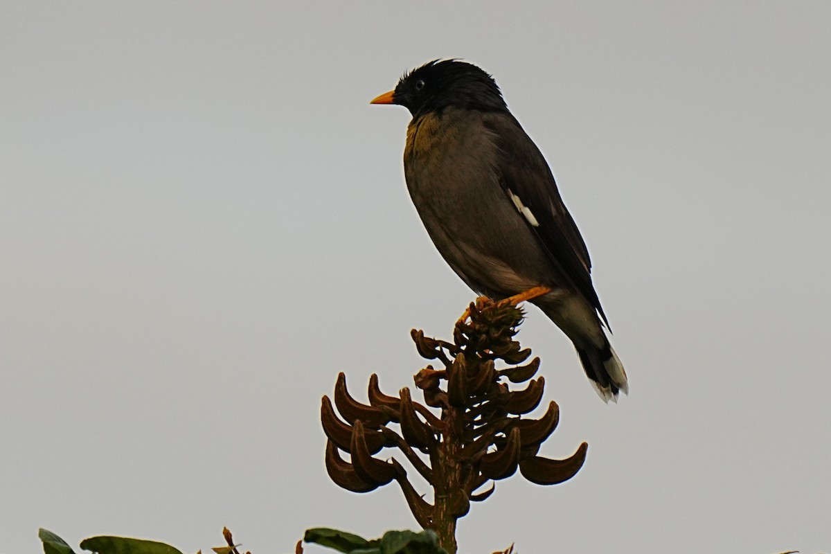 Jungle Myna - ML628028870