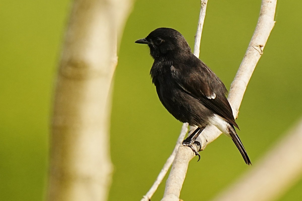 Pied Bushchat - ML628028882