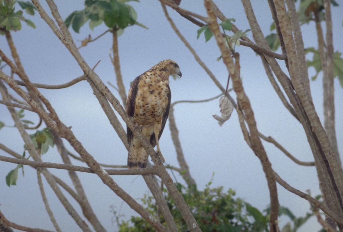 Black-collared Hawk - ML628028906