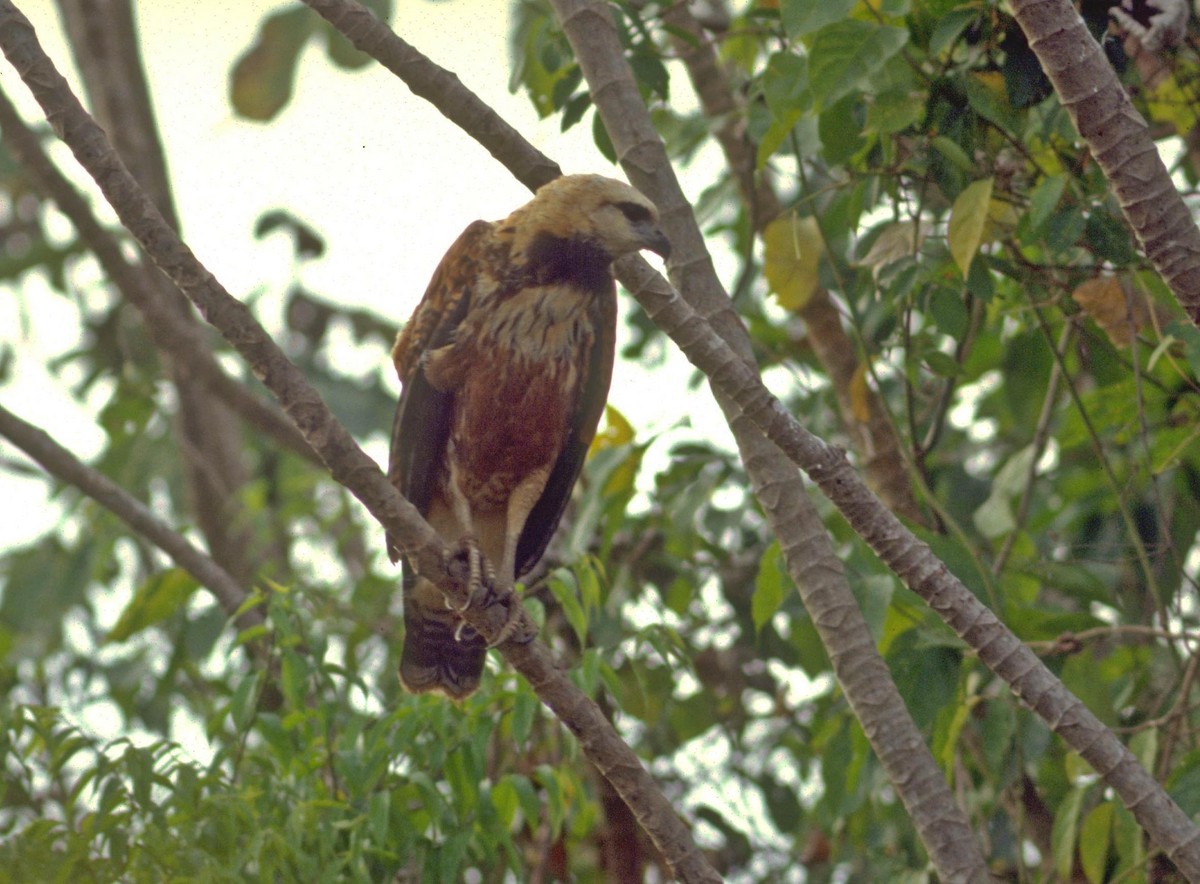 Black-collared Hawk - ML628028907