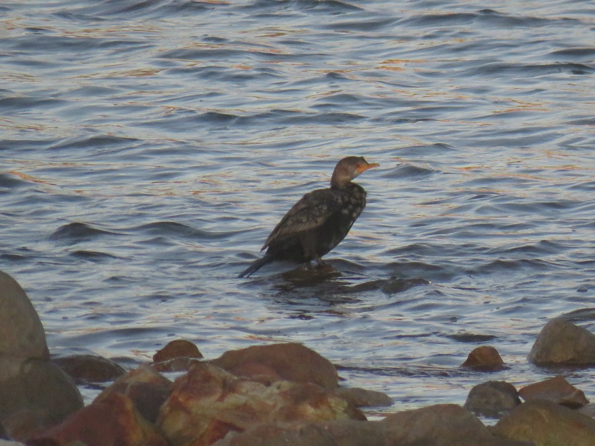 Crowned Cormorant - ML628028947