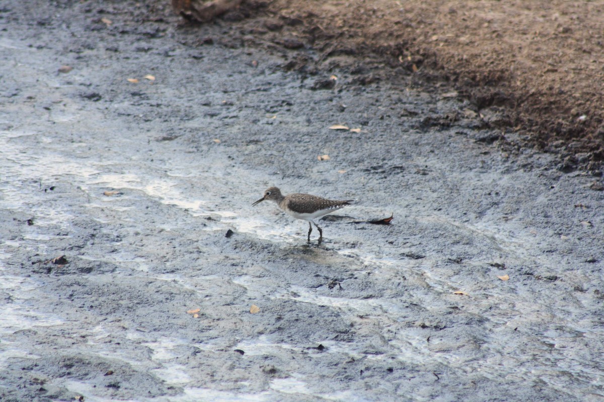 Andarríos Solitario - ML628028967