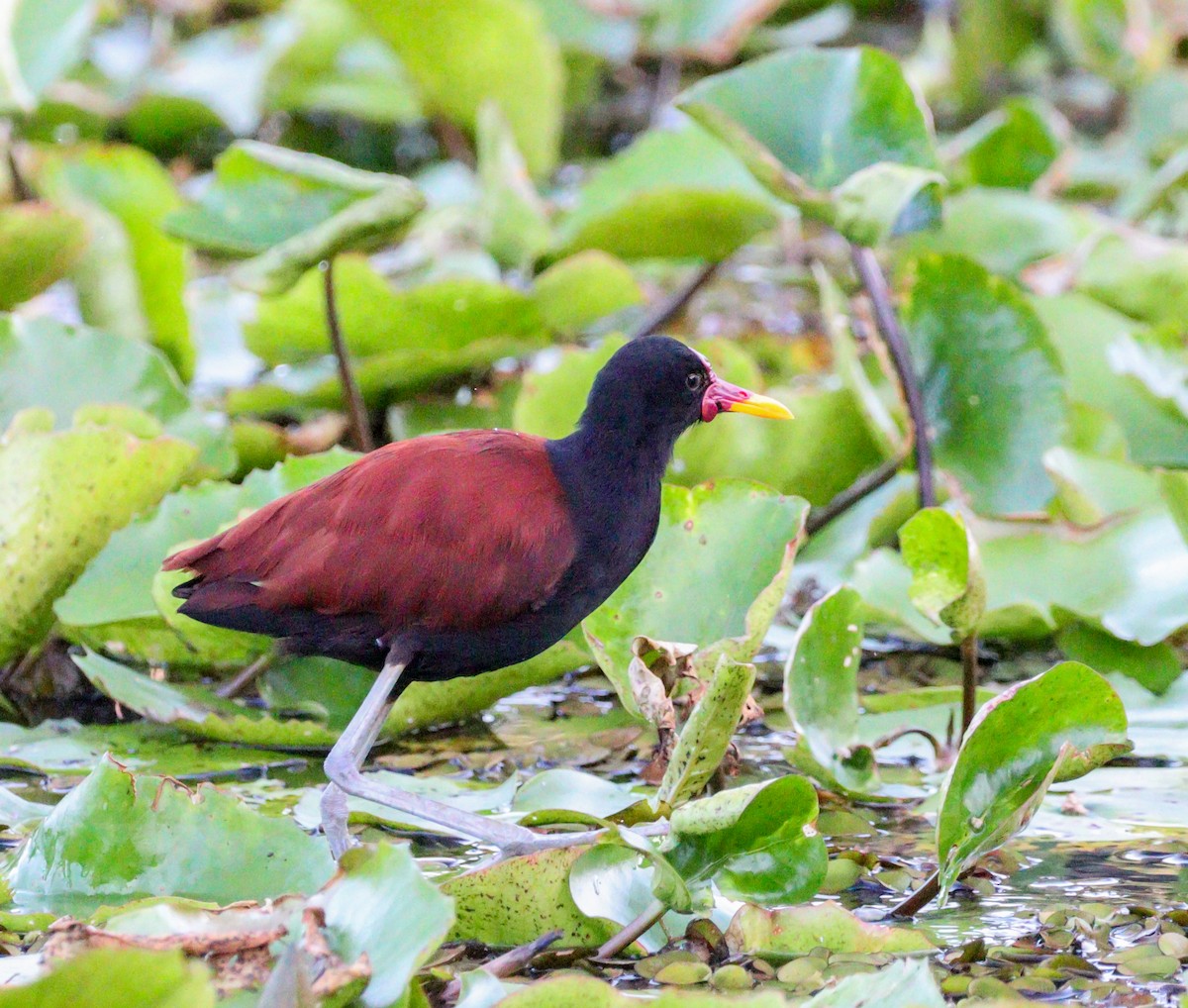 Wattled Jacana - ML628029019