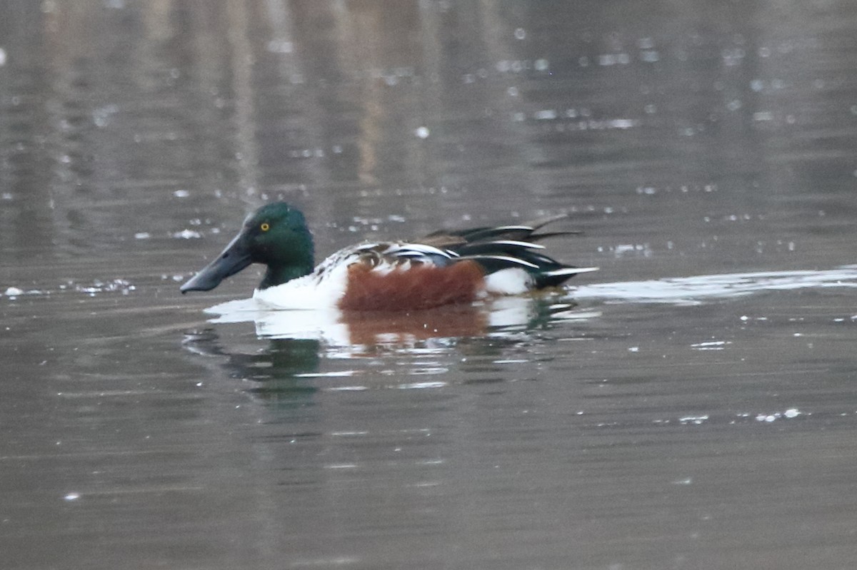 Northern Shoveler - ML628029020