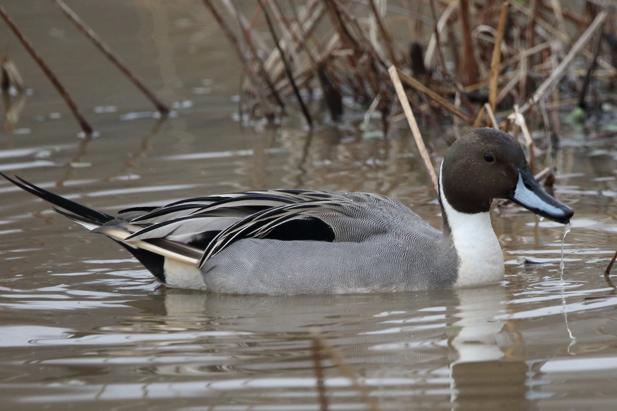 Northern Pintail - ML628029023