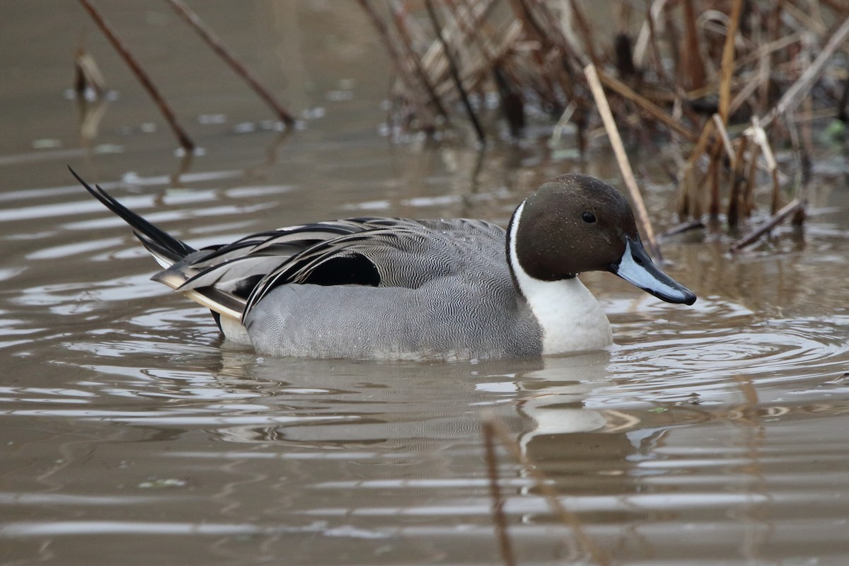 Northern Pintail - ML628029024