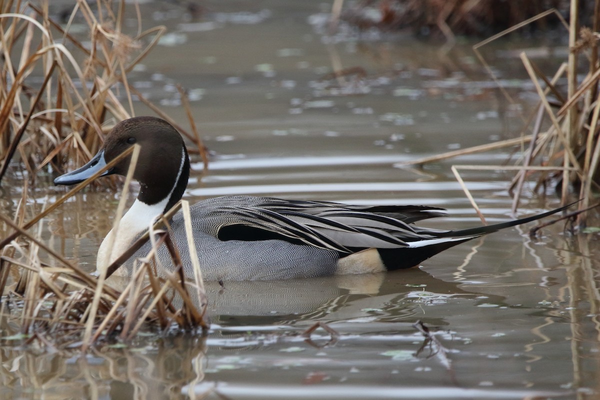 Northern Pintail - ML628029026