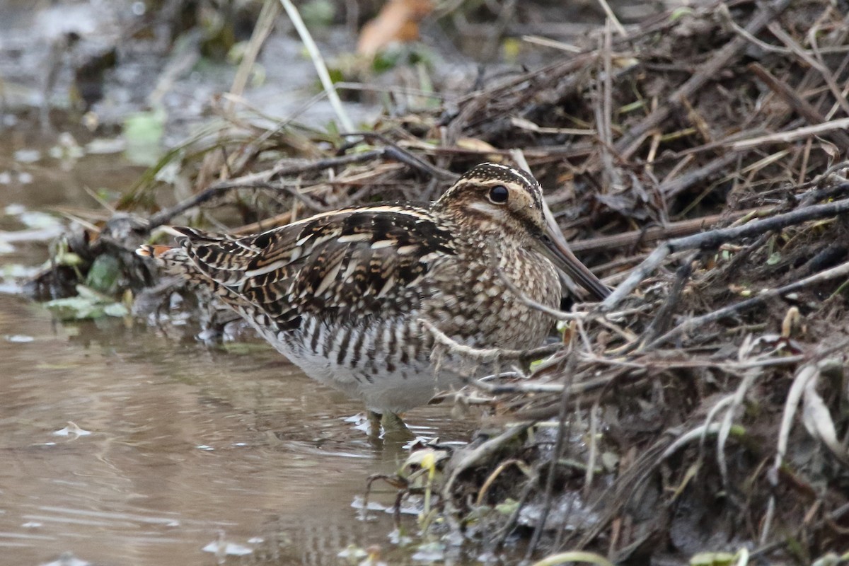 Wilson's Snipe - ML628029042