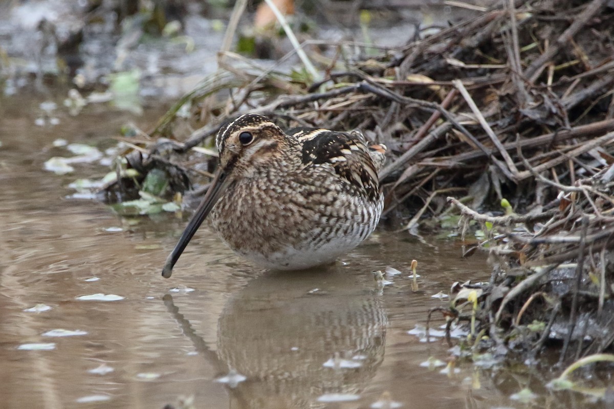 Wilson's Snipe - ML628029043