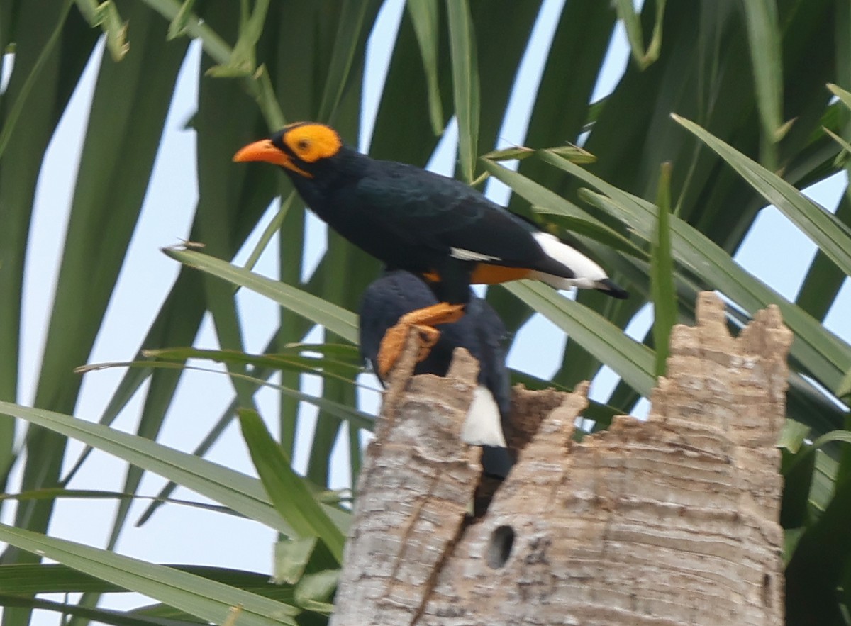 Yellow-faced Myna - ML628029111