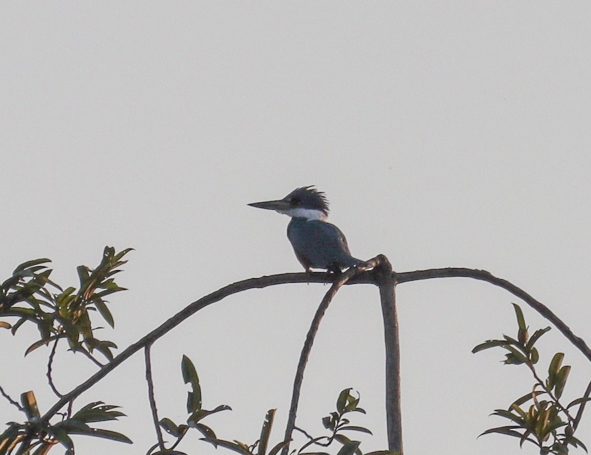 Ringed Kingfisher - ML628029113