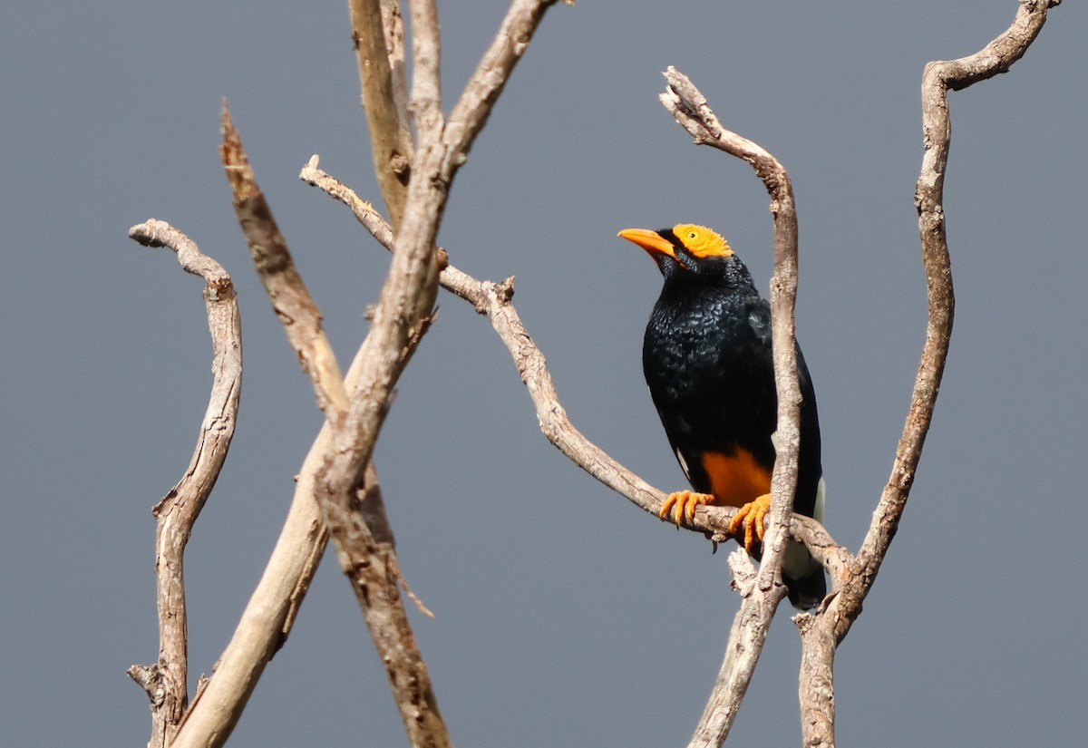 Yellow-faced Myna - ML628029139