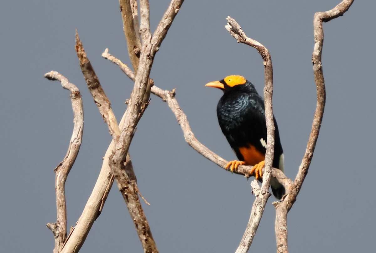 Yellow-faced Myna - ML628029140