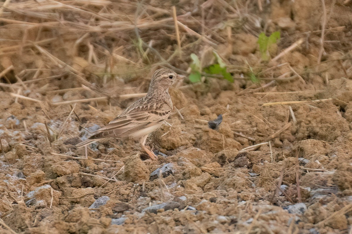 skřivánek tibetský - ML628029174