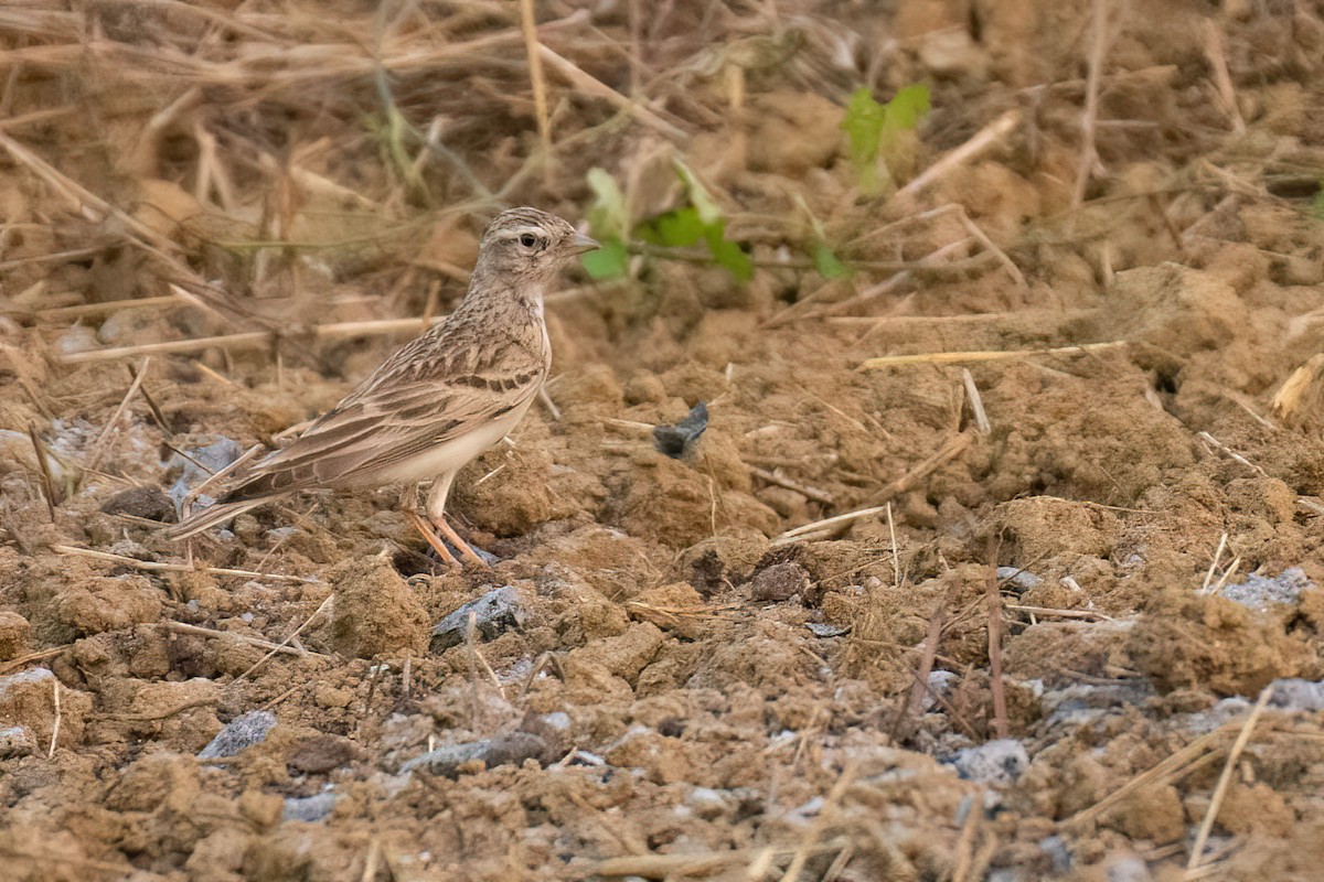 skřivánek tibetský - ML628029175