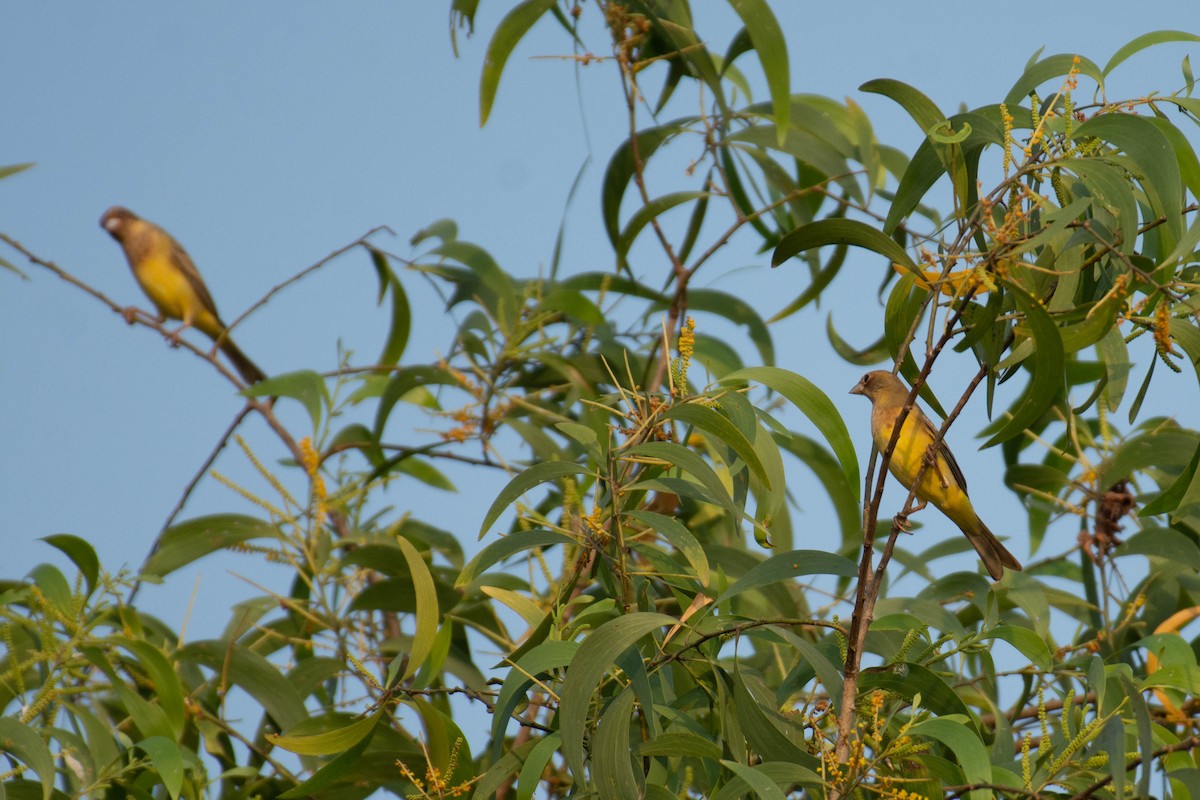 Red-headed Bunting - ML628029190