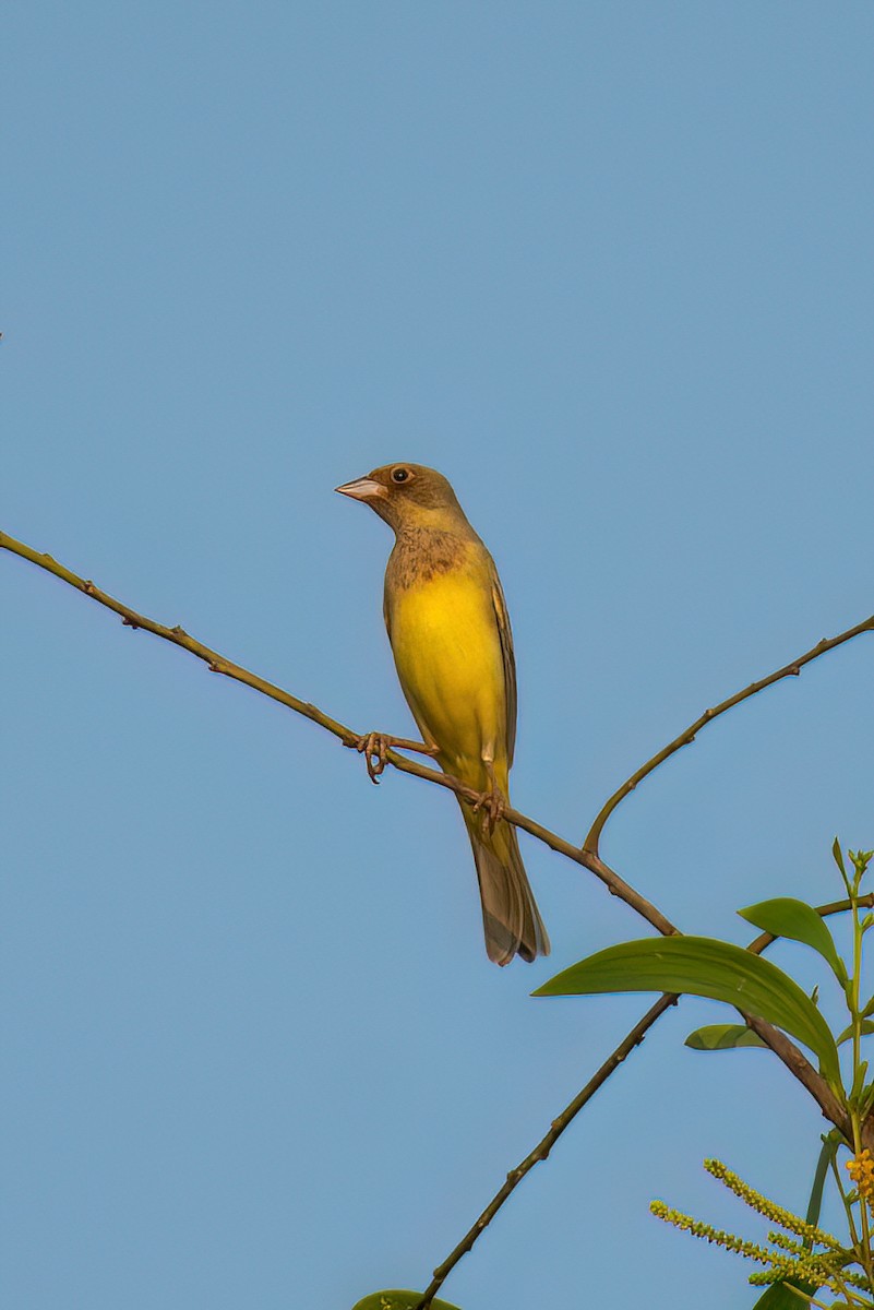 Red-headed Bunting - ML628029191