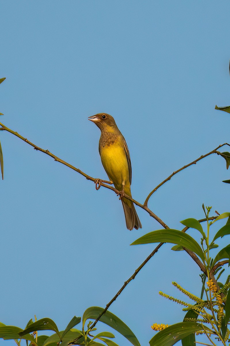 Red-headed Bunting - ML628029192