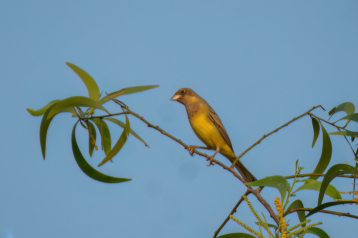 Red-headed Bunting - ML628029193