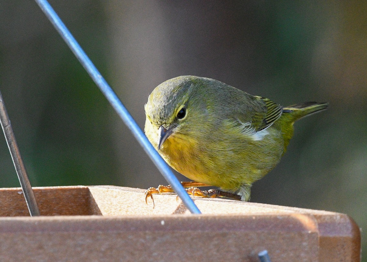 Orange-crowned Warbler - ML628029202