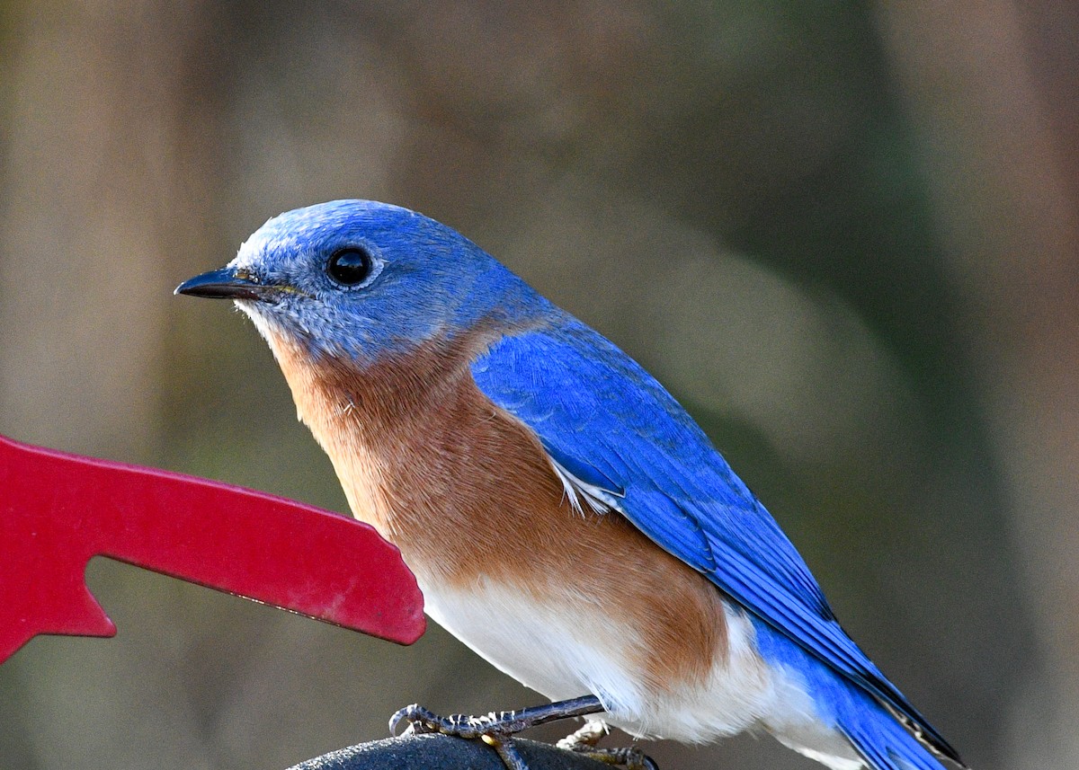 Eastern Bluebird - ML628029206