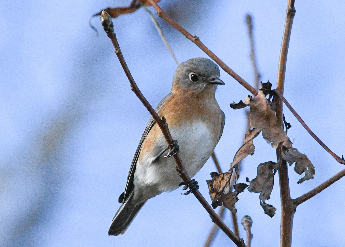 Eastern Bluebird - ML628029207