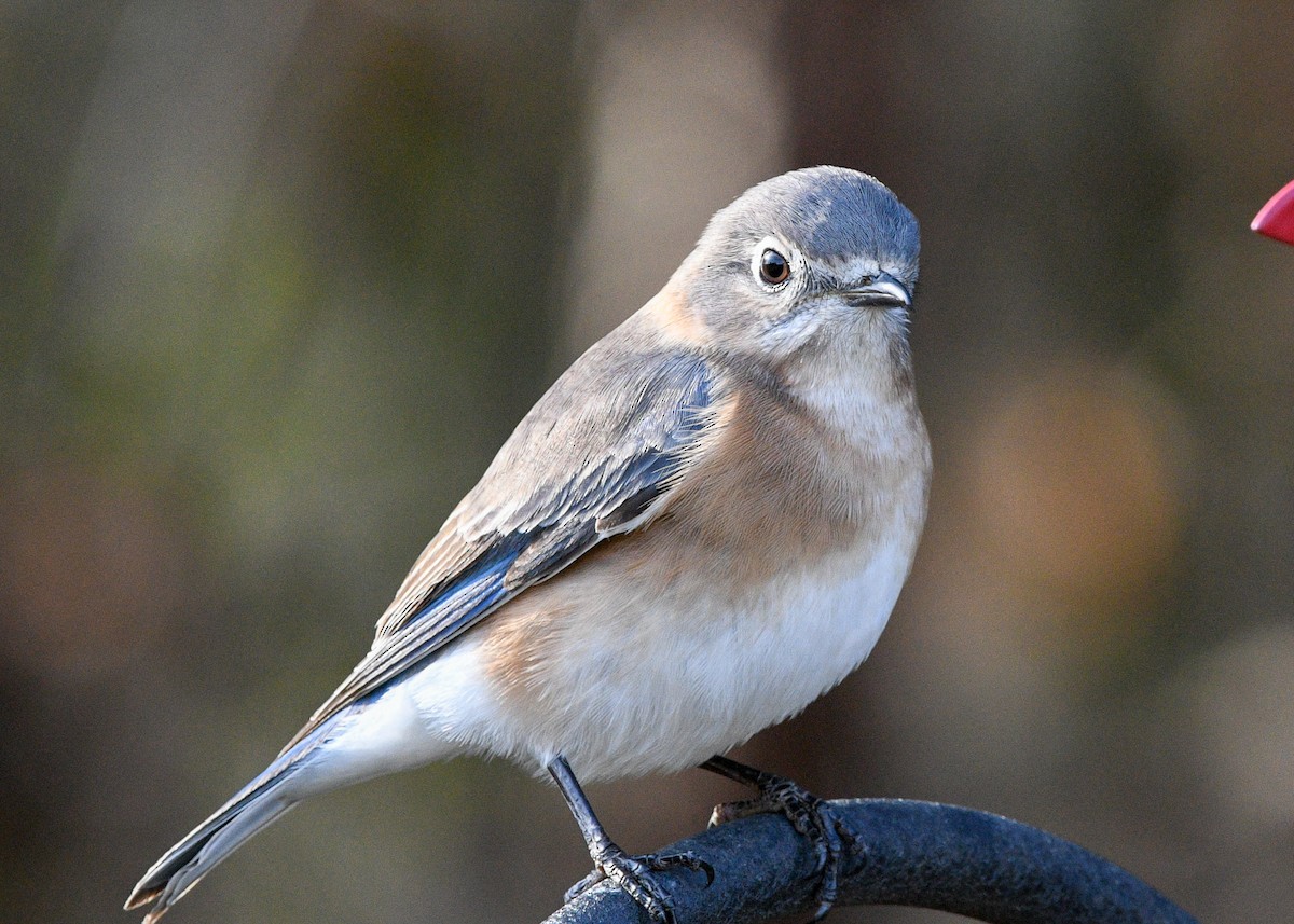 Eastern Bluebird - ML628029208