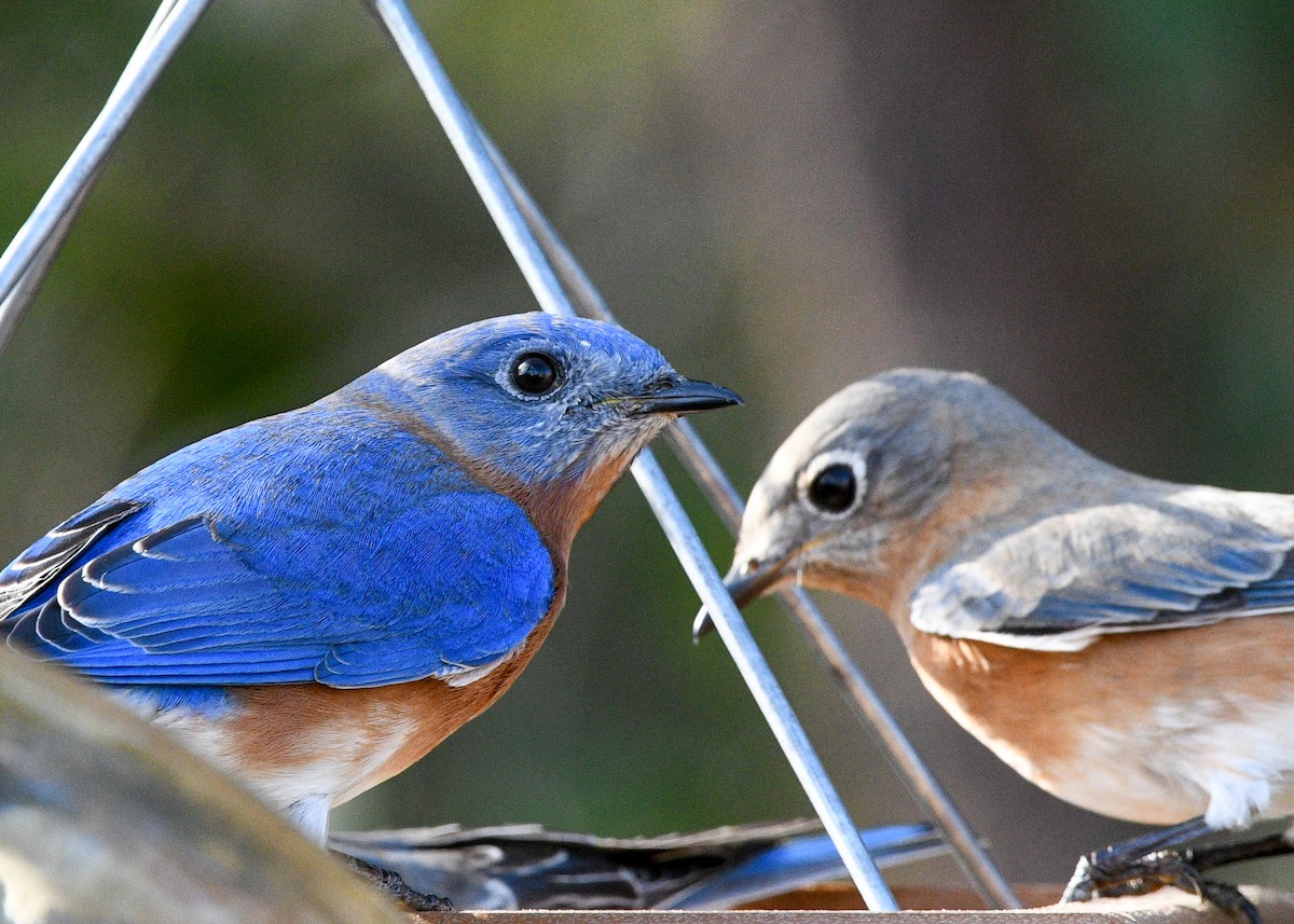 Eastern Bluebird - ML628029209