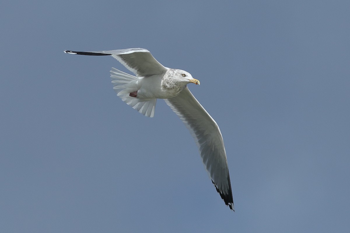 American Herring Gull - ML628029252