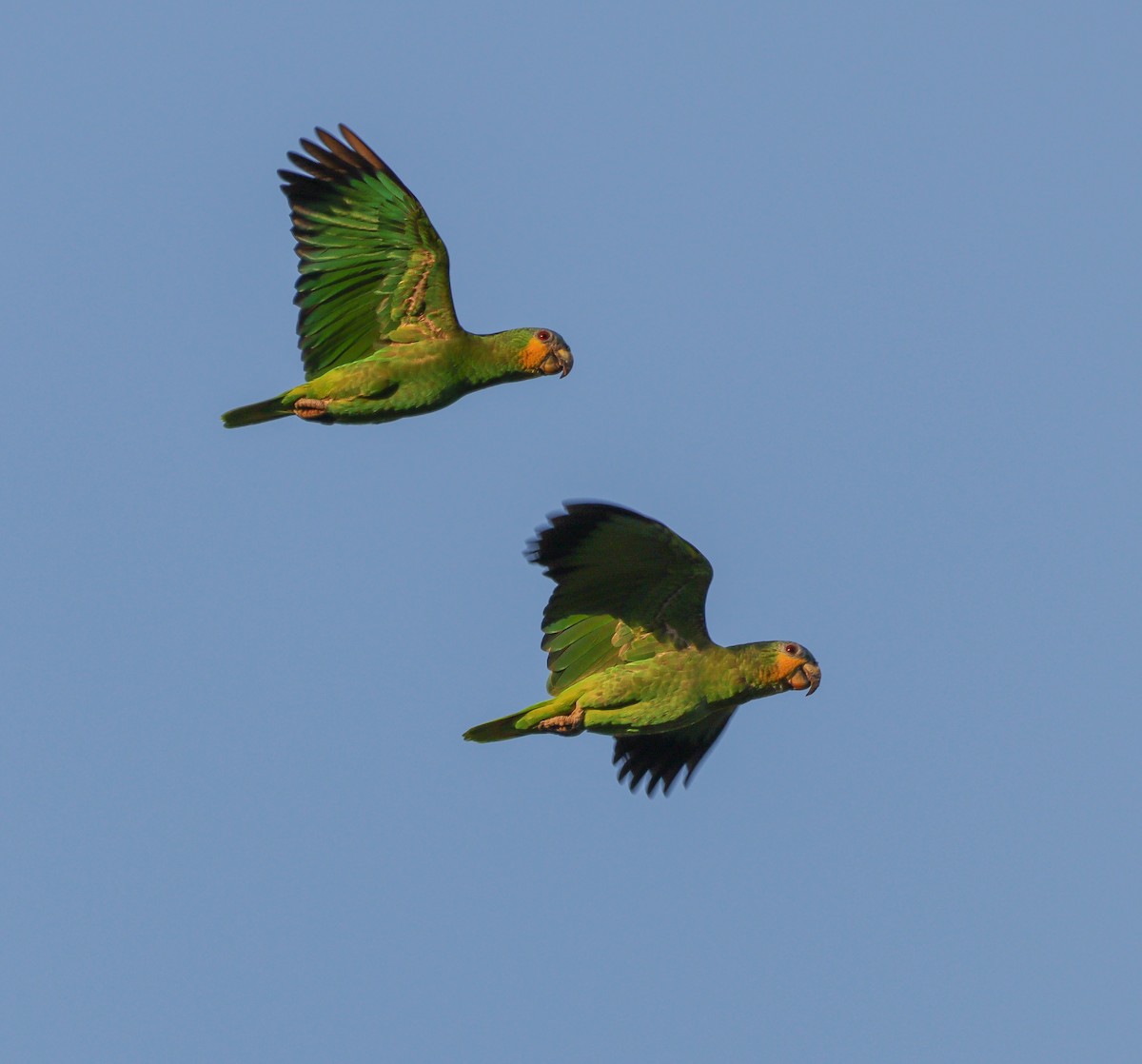 Orange-winged Amazon - ML628029253