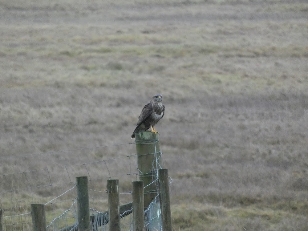 Common Buzzard - ML628029254