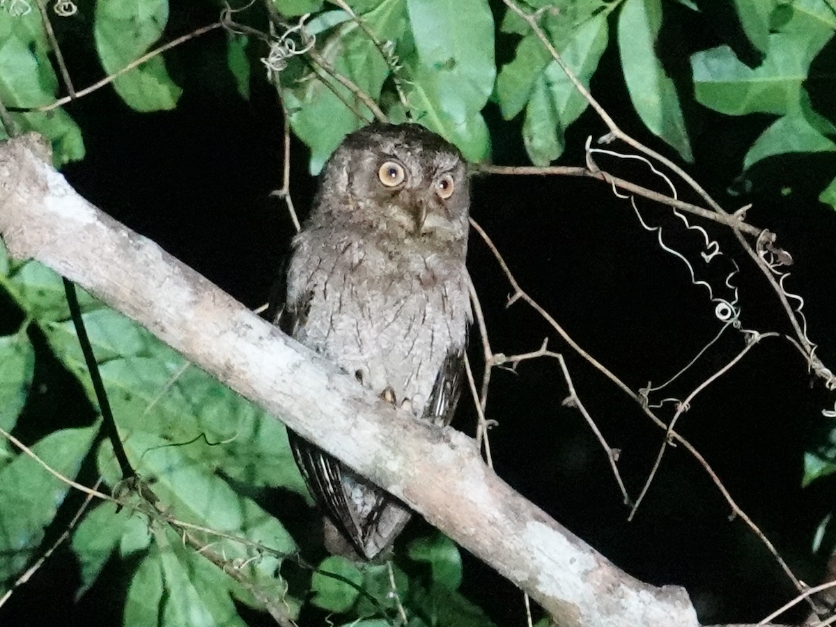 Moluccan Scops-Owl (Kalidupa) - ML628029265