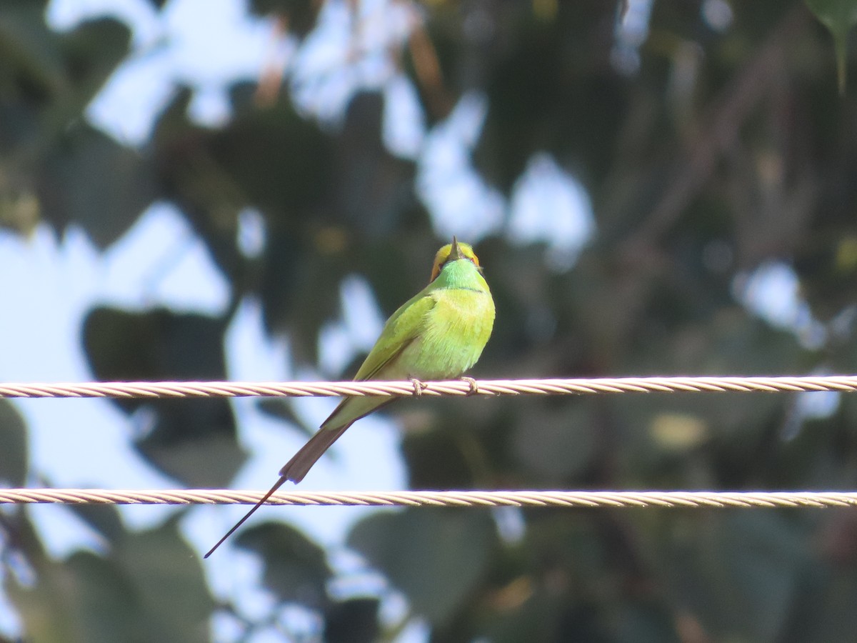 Asian Green Bee-eater - ML628029283