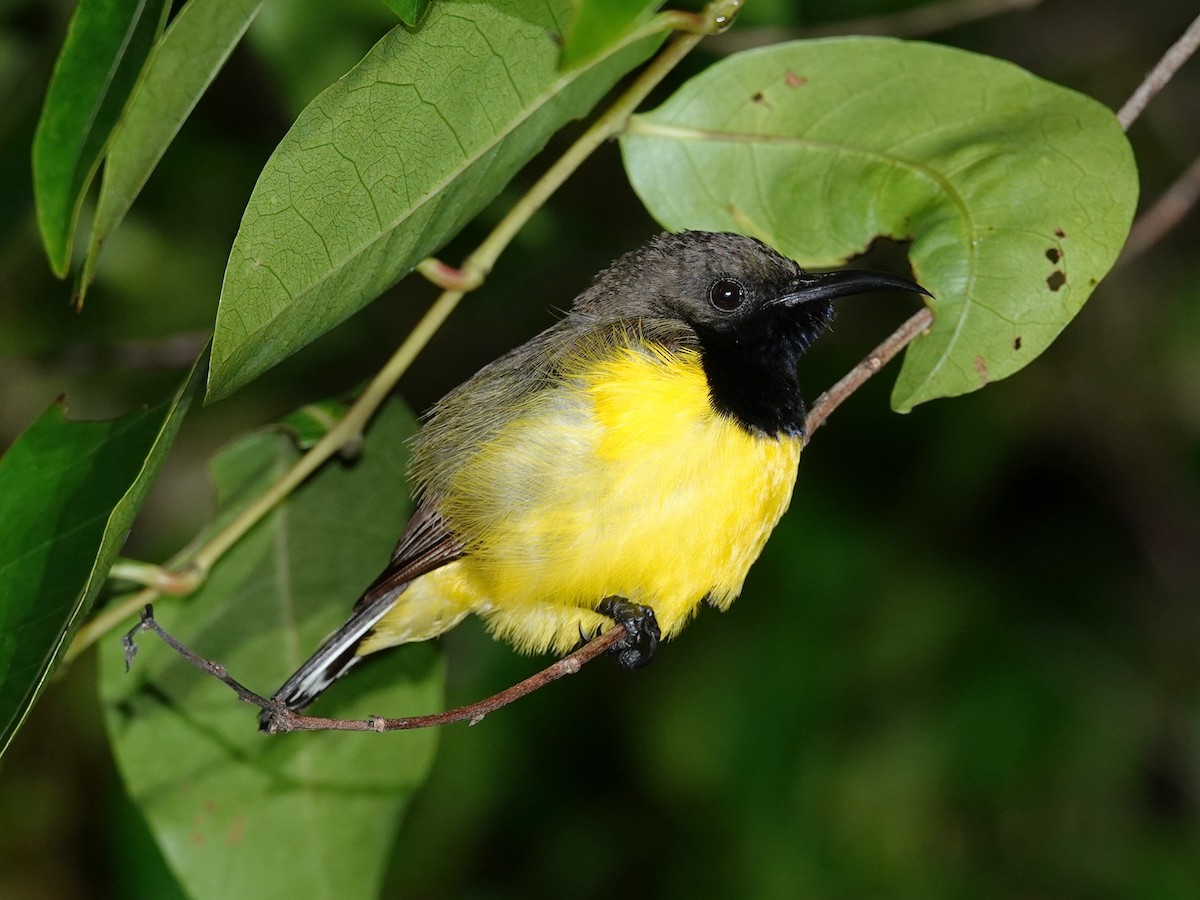 Tukangbesi Sunbird - ML628029295