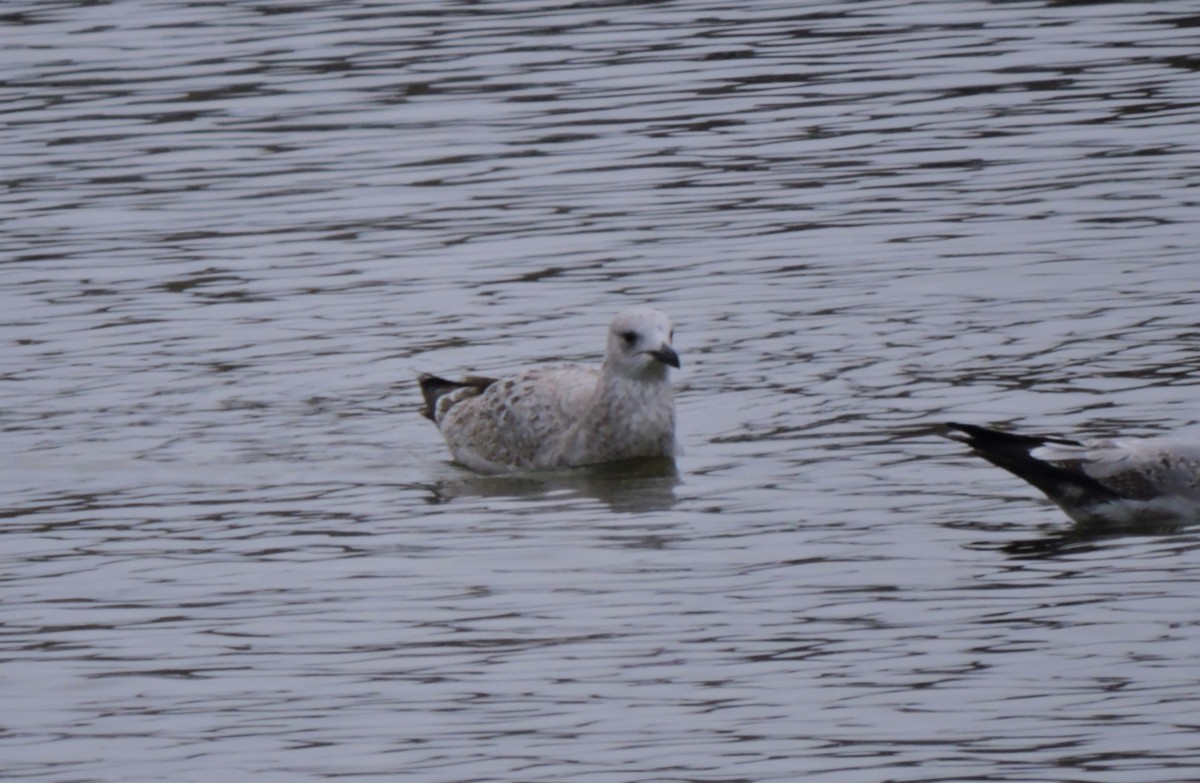 gull sp. - ML628029327