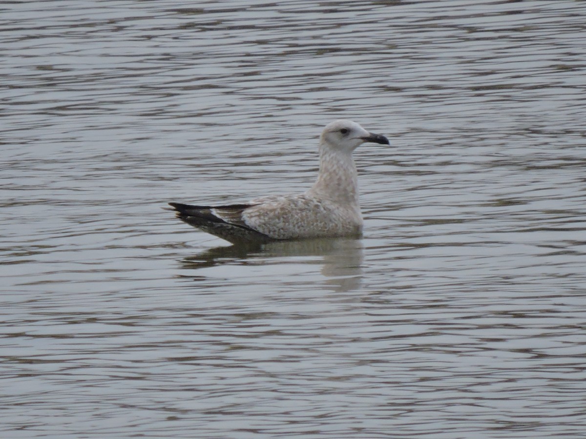 gull sp. - ML628029329