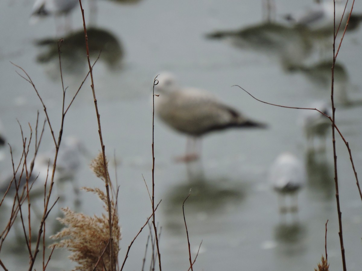 gull sp. - ML628029341