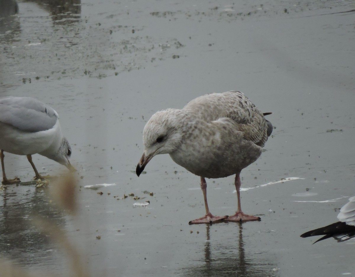 gull sp. - ML628029342