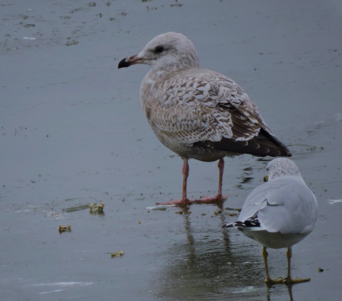 gull sp. - ML628029344