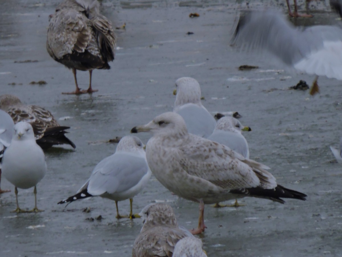 gull sp. - ML628029356