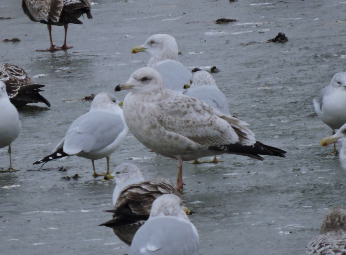 gull sp. - ML628029358