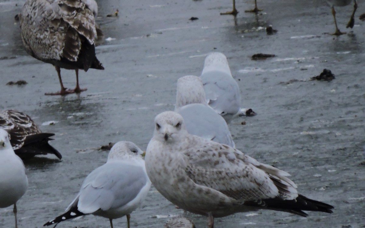 gull sp. - ML628029360