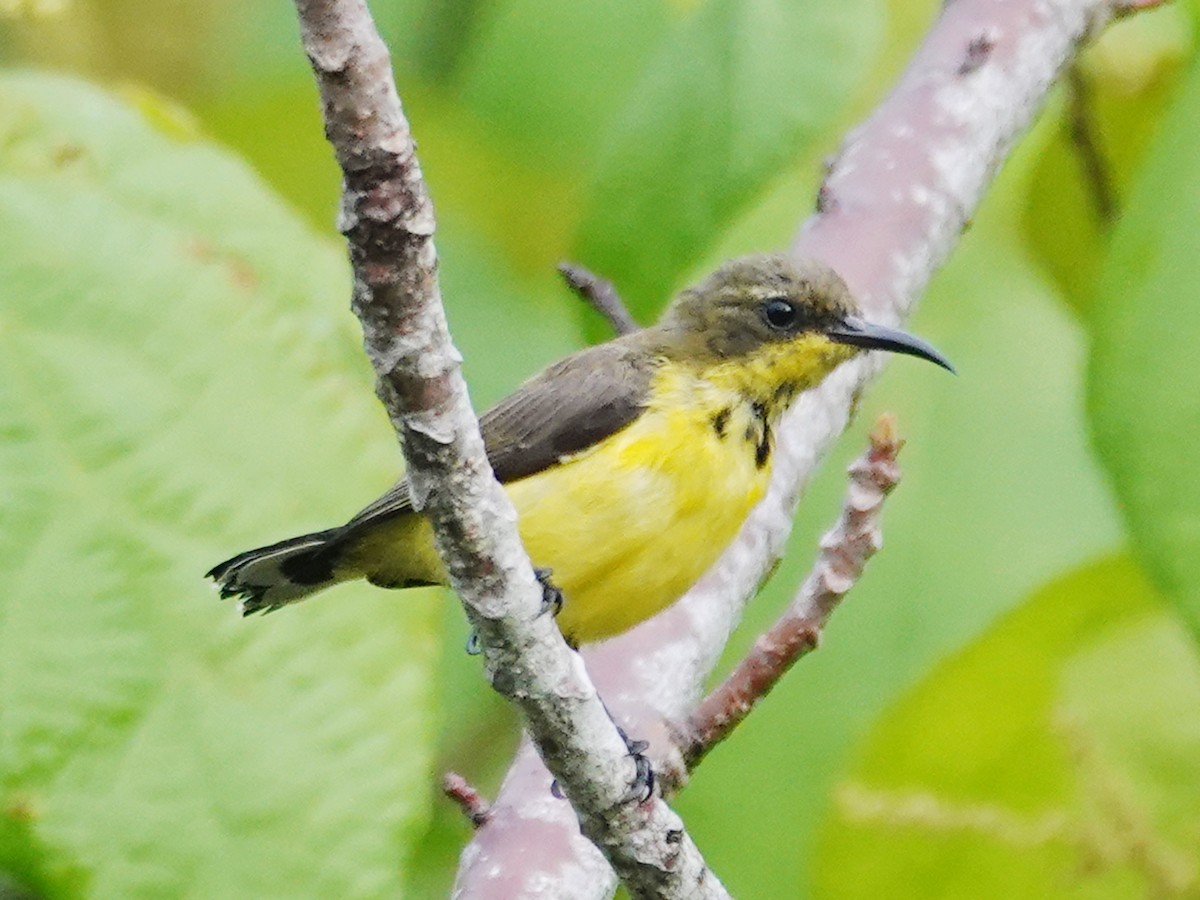 Tukangbesi Sunbird - ML628029431