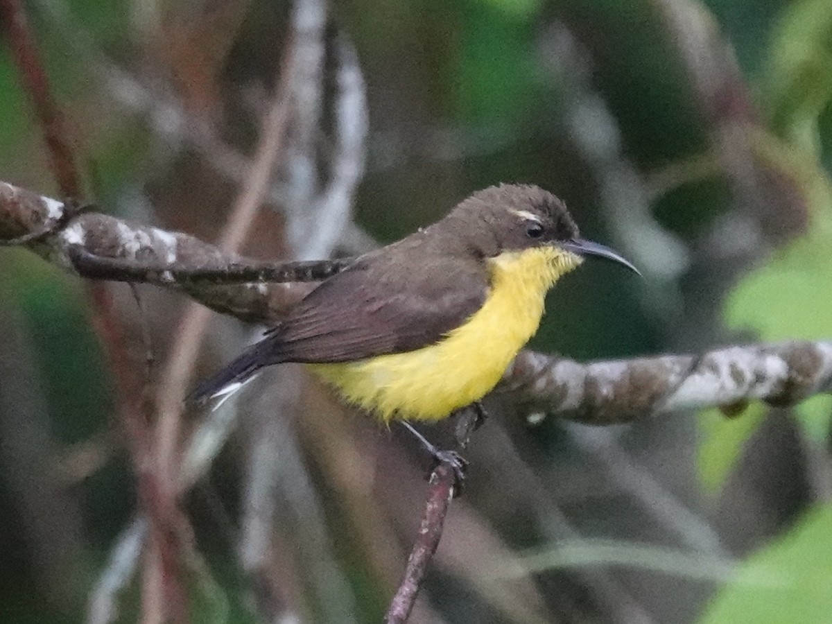 Tukangbesi Sunbird - ML628029432